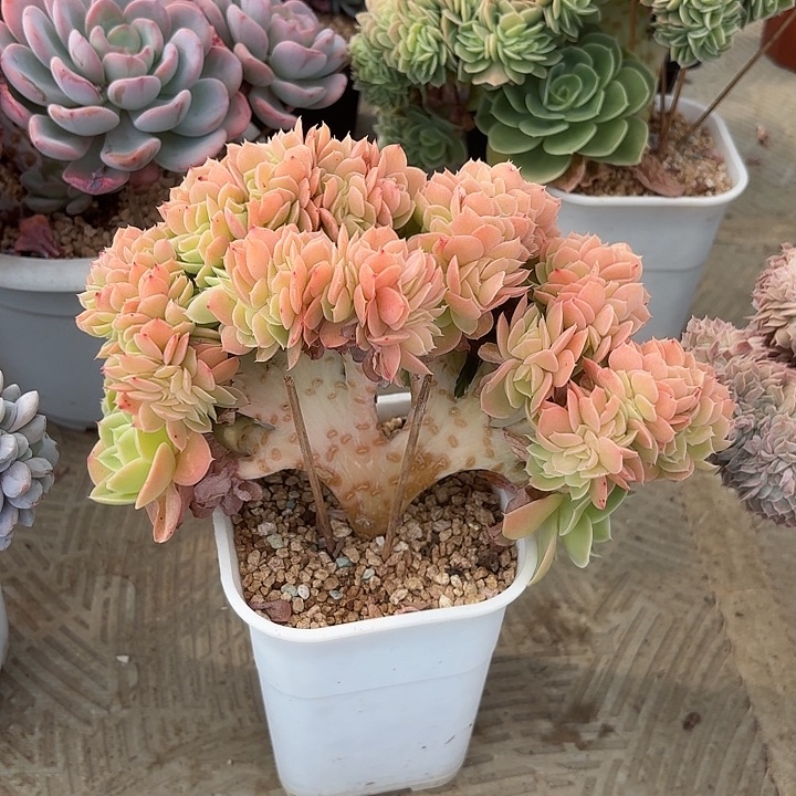 星纳塔树缀厚腿子