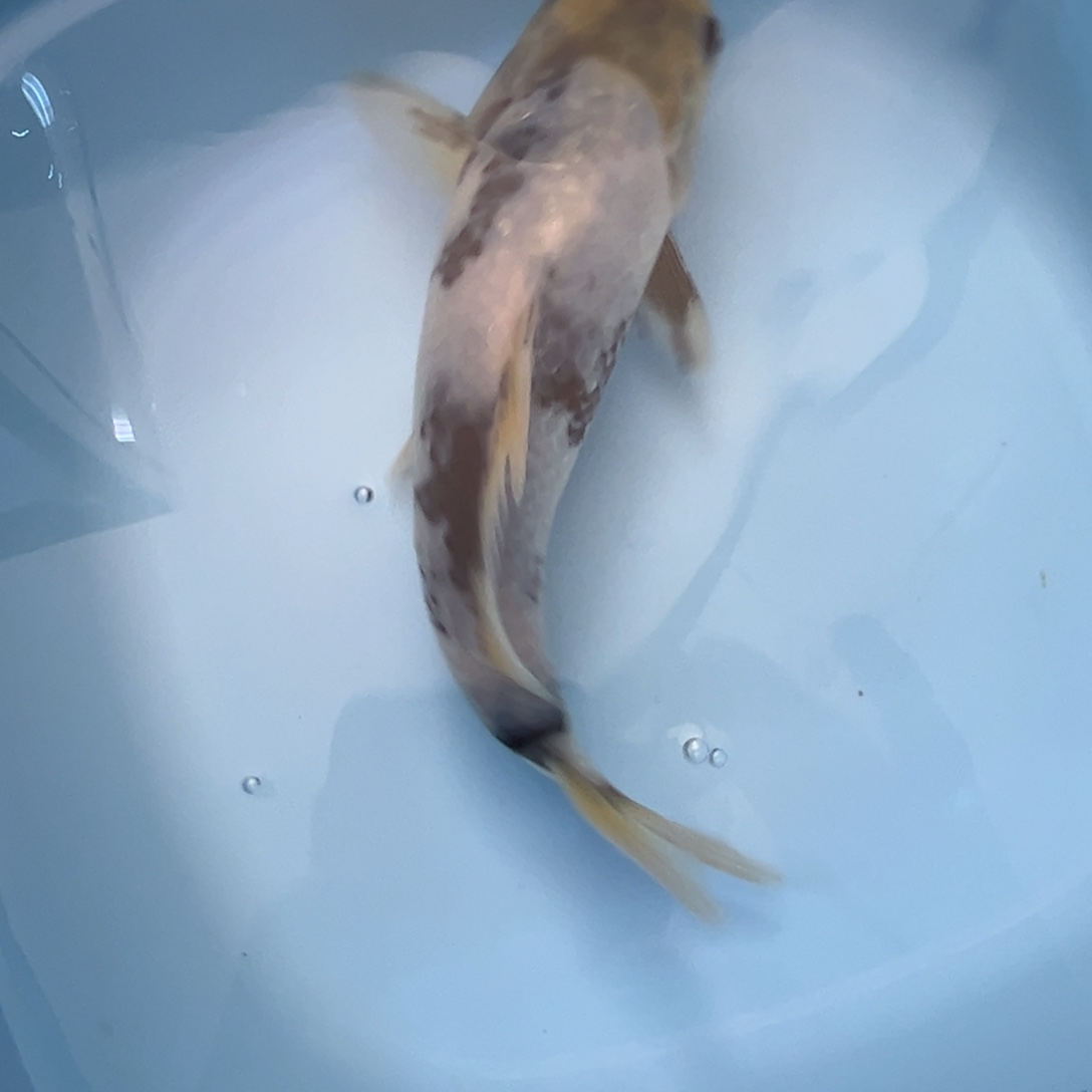 锦鲤直播间福利小白写。出运费赠送，尾部线条异常