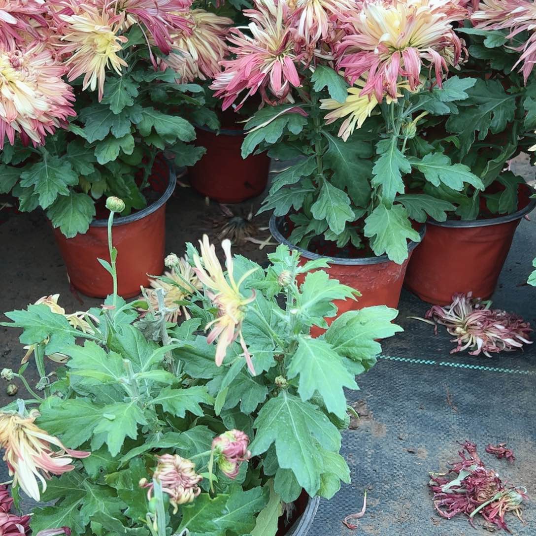 完全开放河园 窗花母本土球发不售后