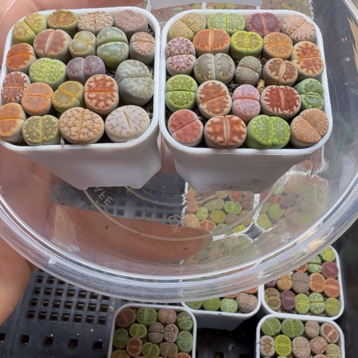 小***子多肉植物和植物等108