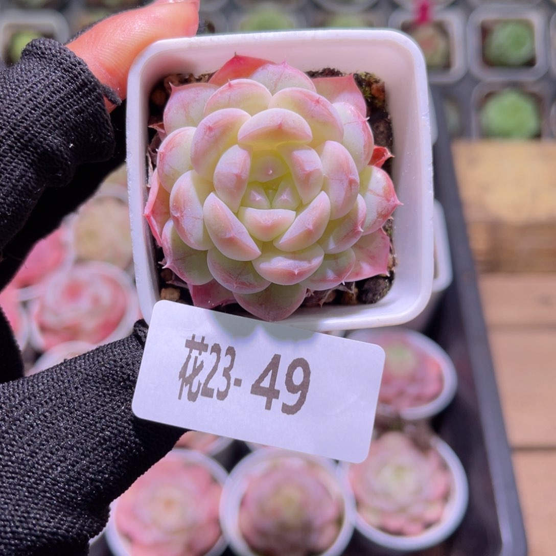 花23-49白桃汽水