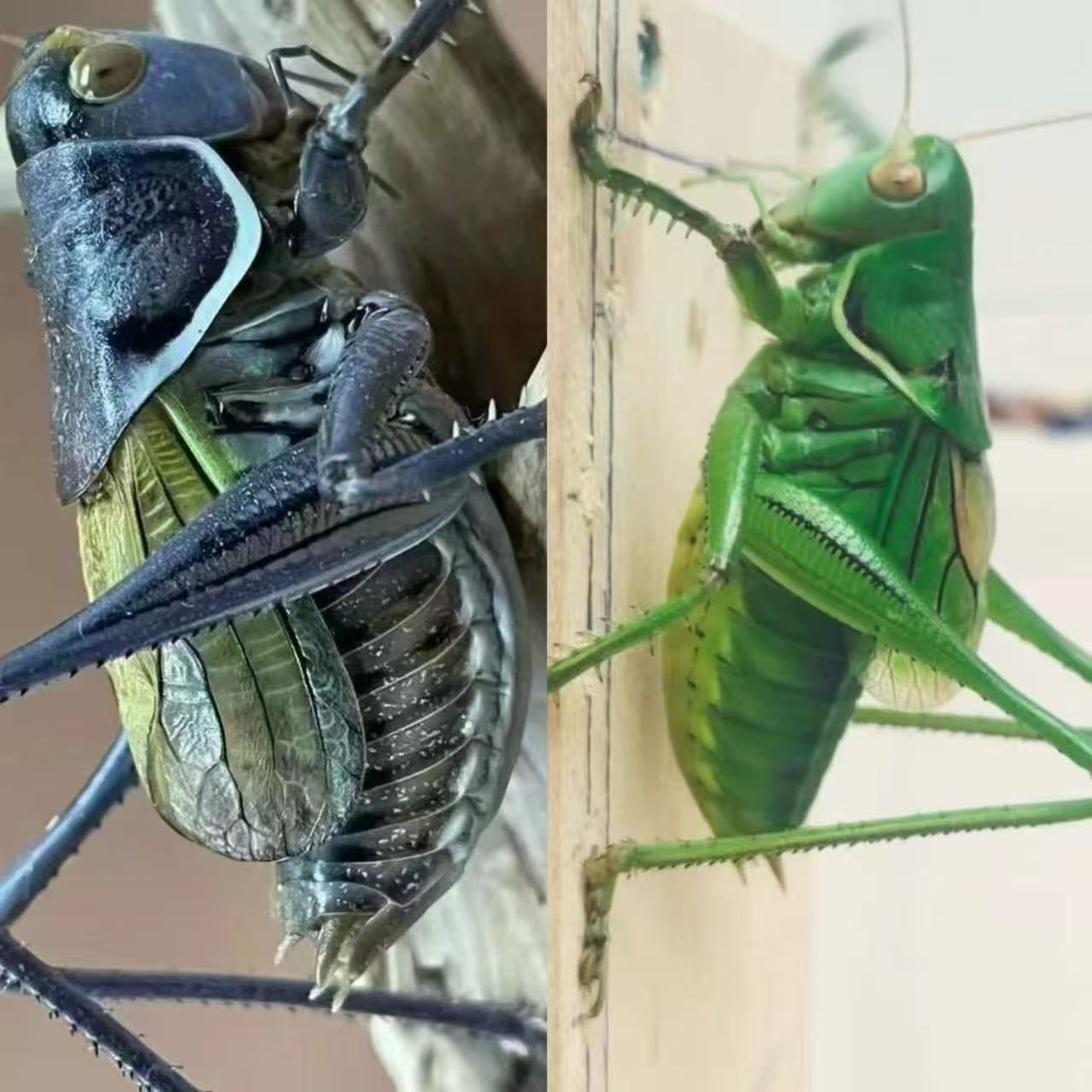 铁皮蝈蝈+绿蝈蝈（顺丰包邮 偏远地区不包）