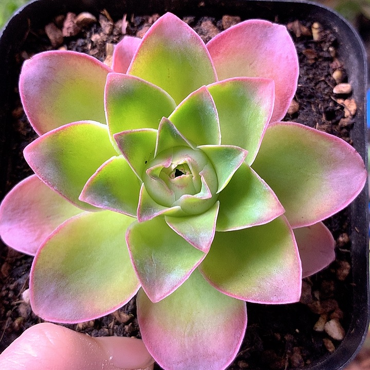 一物一拍星辰金凌171