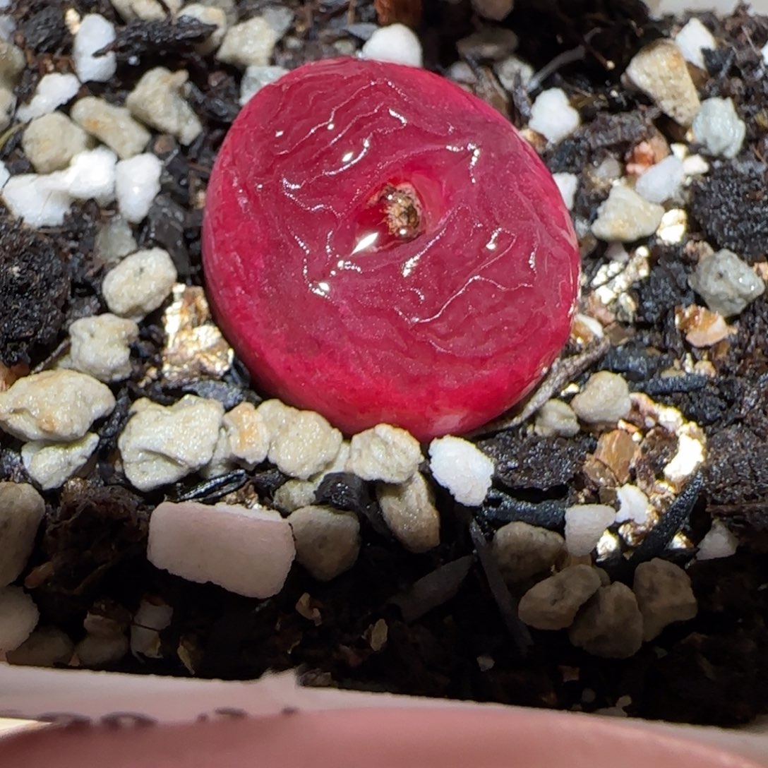 肉锥多肉植物百科-红宝石1235