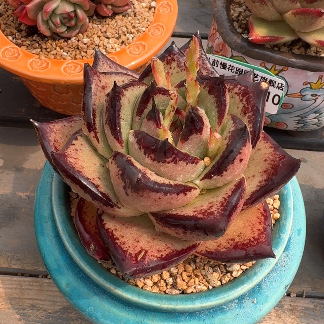 从前慢多肉精选编号0310.310