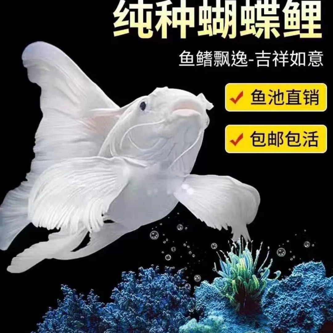 改价链接 蝴蝶鲤观赏鱼（收到货录开箱视频报损）