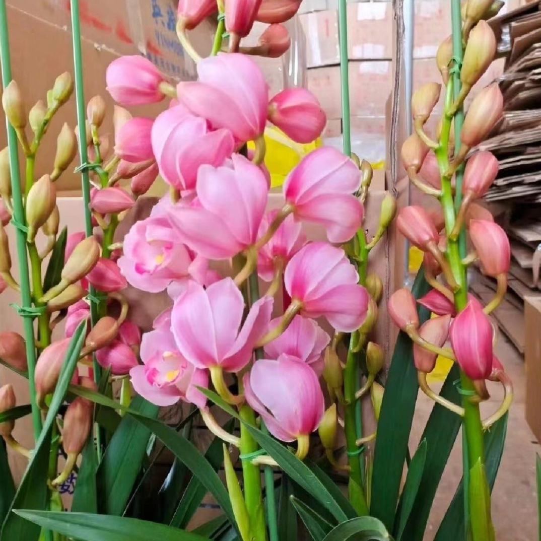 粉色朝阳惠兰花剑花苞发货5支花剑