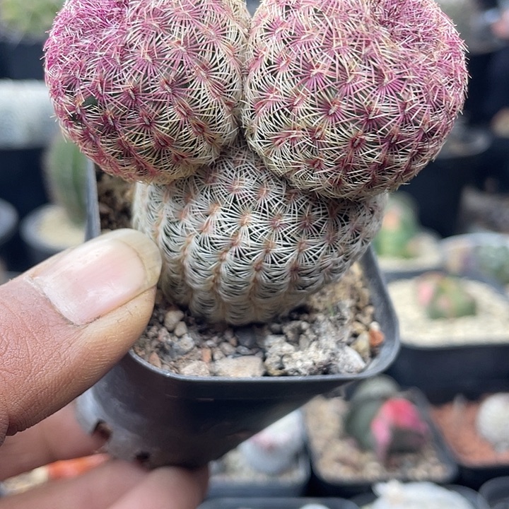 米奇头红太阳超可爱包邮