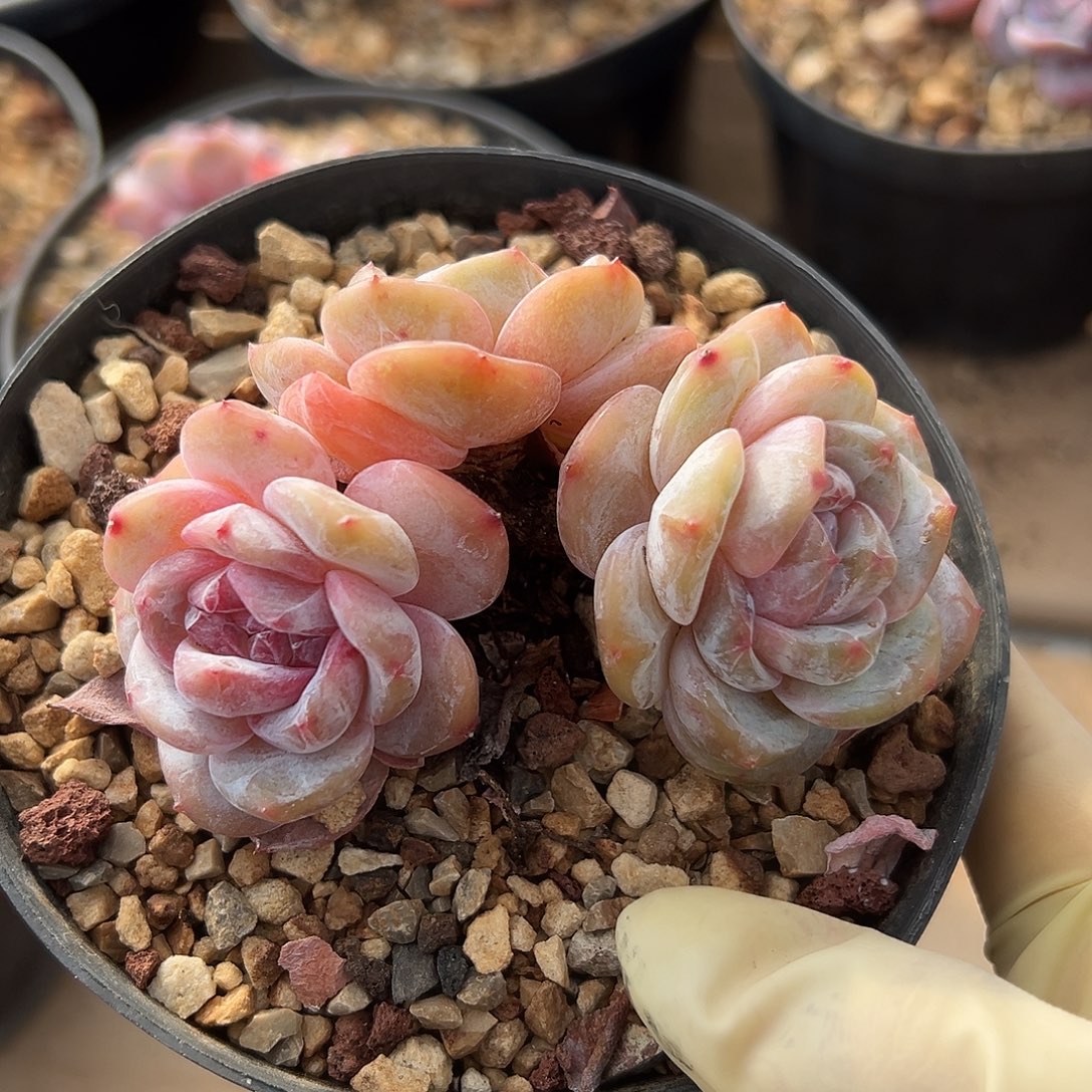 3头哈哈哈哈哈哈哈哈