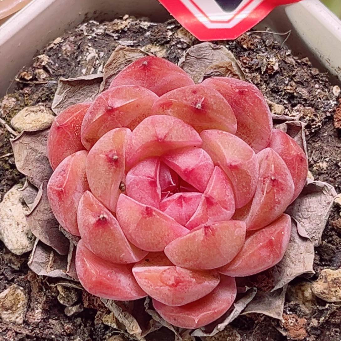 E590 甜心宝贝 一物一拍