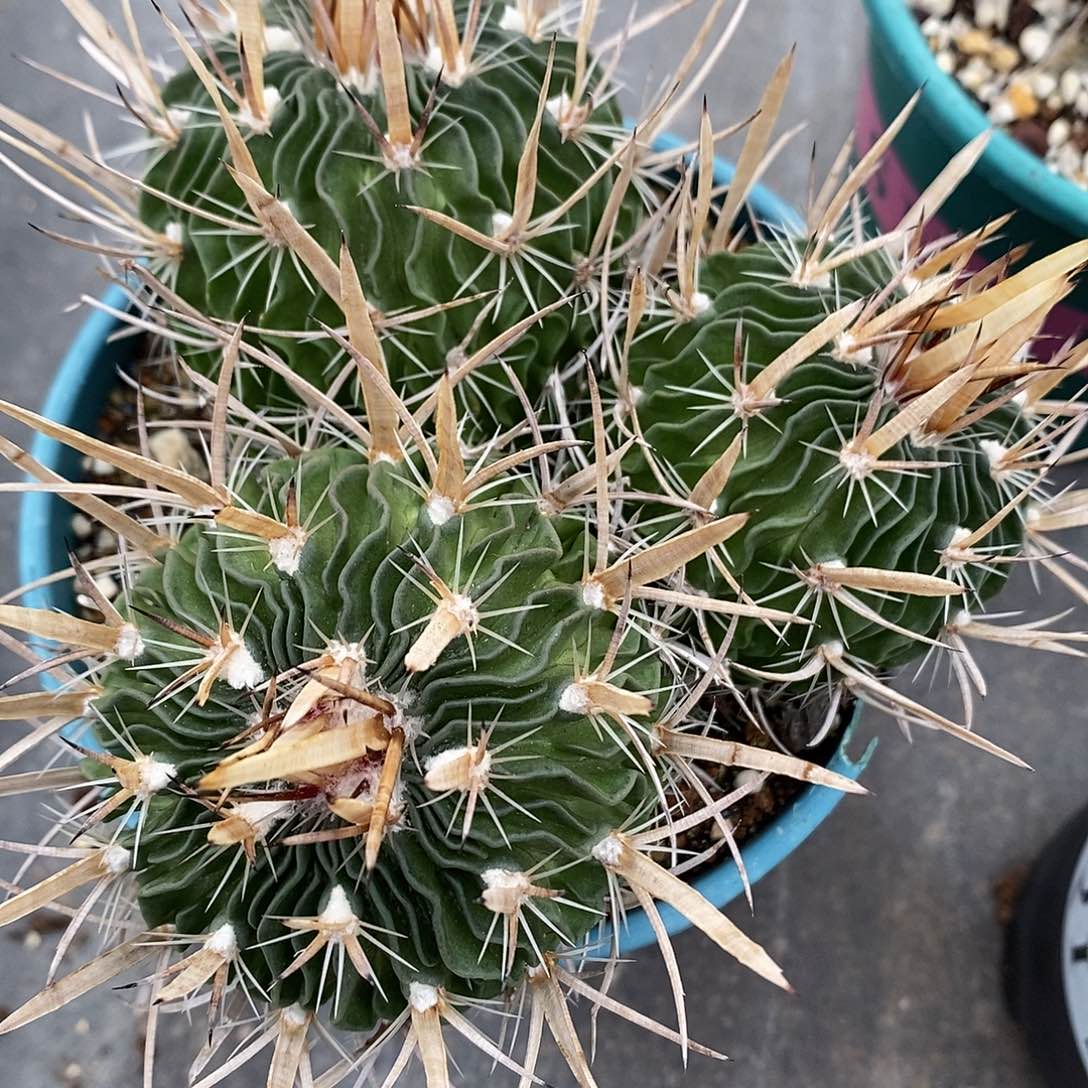 实生  三头振武玉12.5公分左右一物一拍