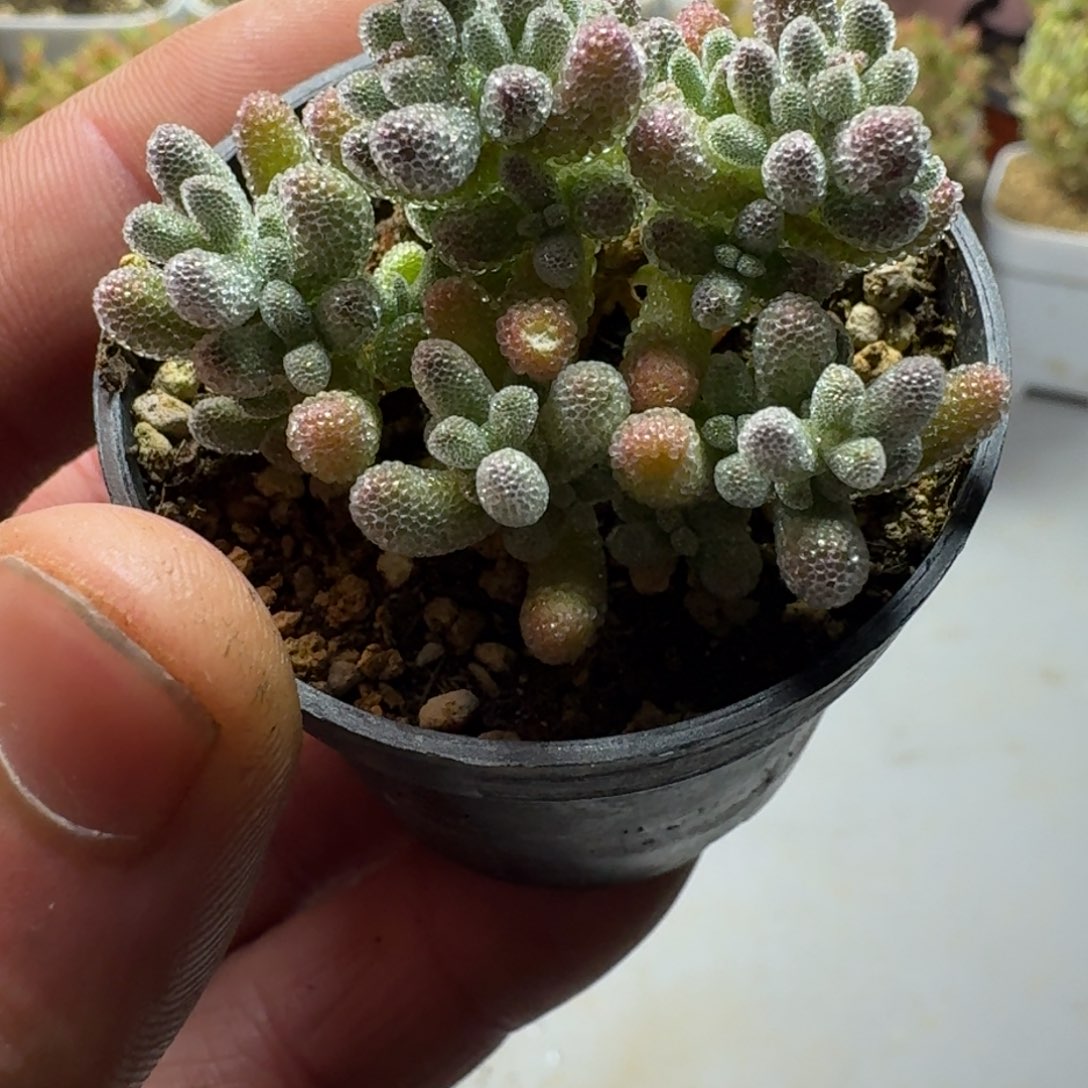 冰晶 多肉植物枝干