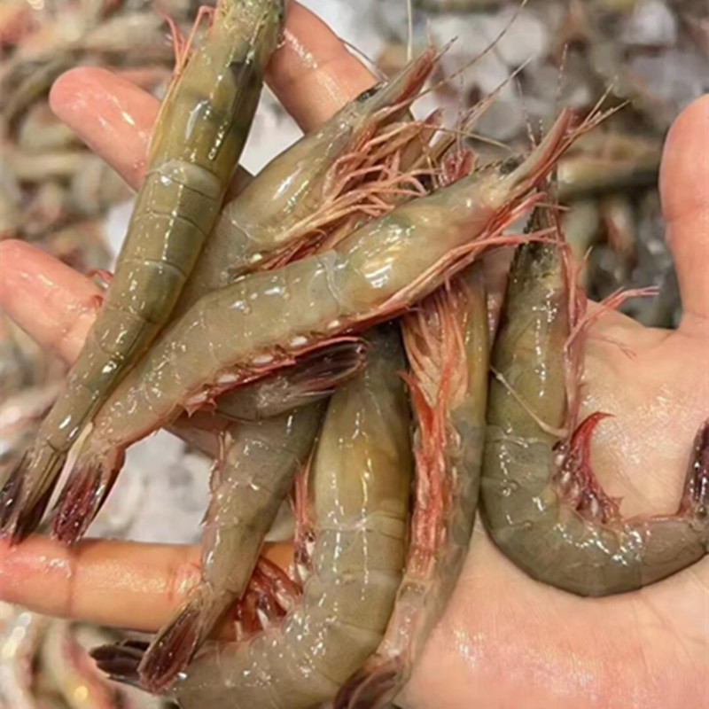 【天然剑虾】海鲜特产 天然海捕金钩虾滑皮虾剑虾