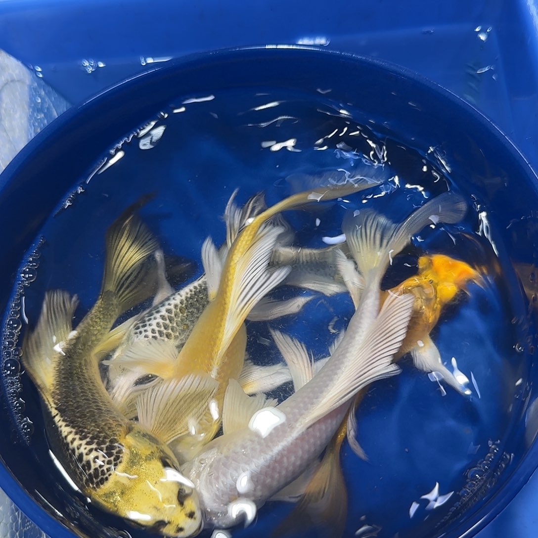 蝴蝶鲤鱼四条加一