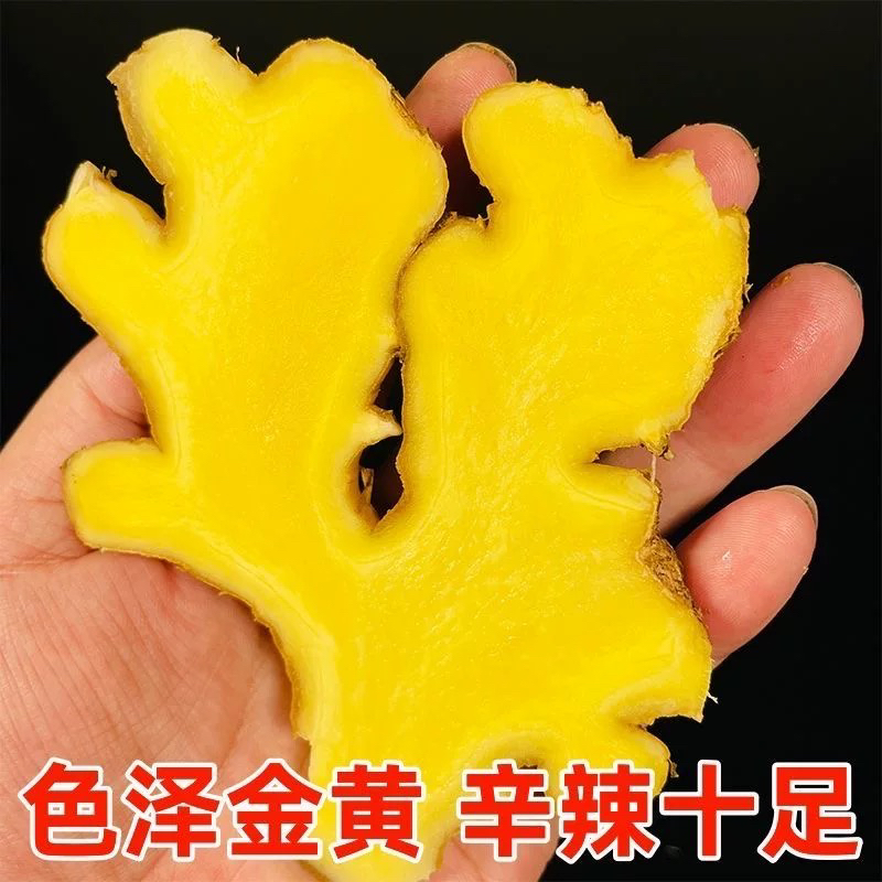 （新疆包邮）新鲜现挖黄姜生姜老姜姜香味浓郁可作调味食材老姜