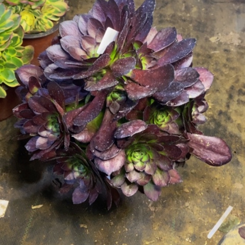 黑寡妇多肉植物2402