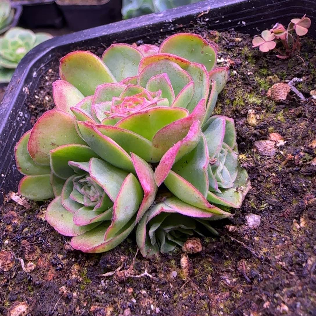 快****?5厘米神舟系列玫瑰花球124243436