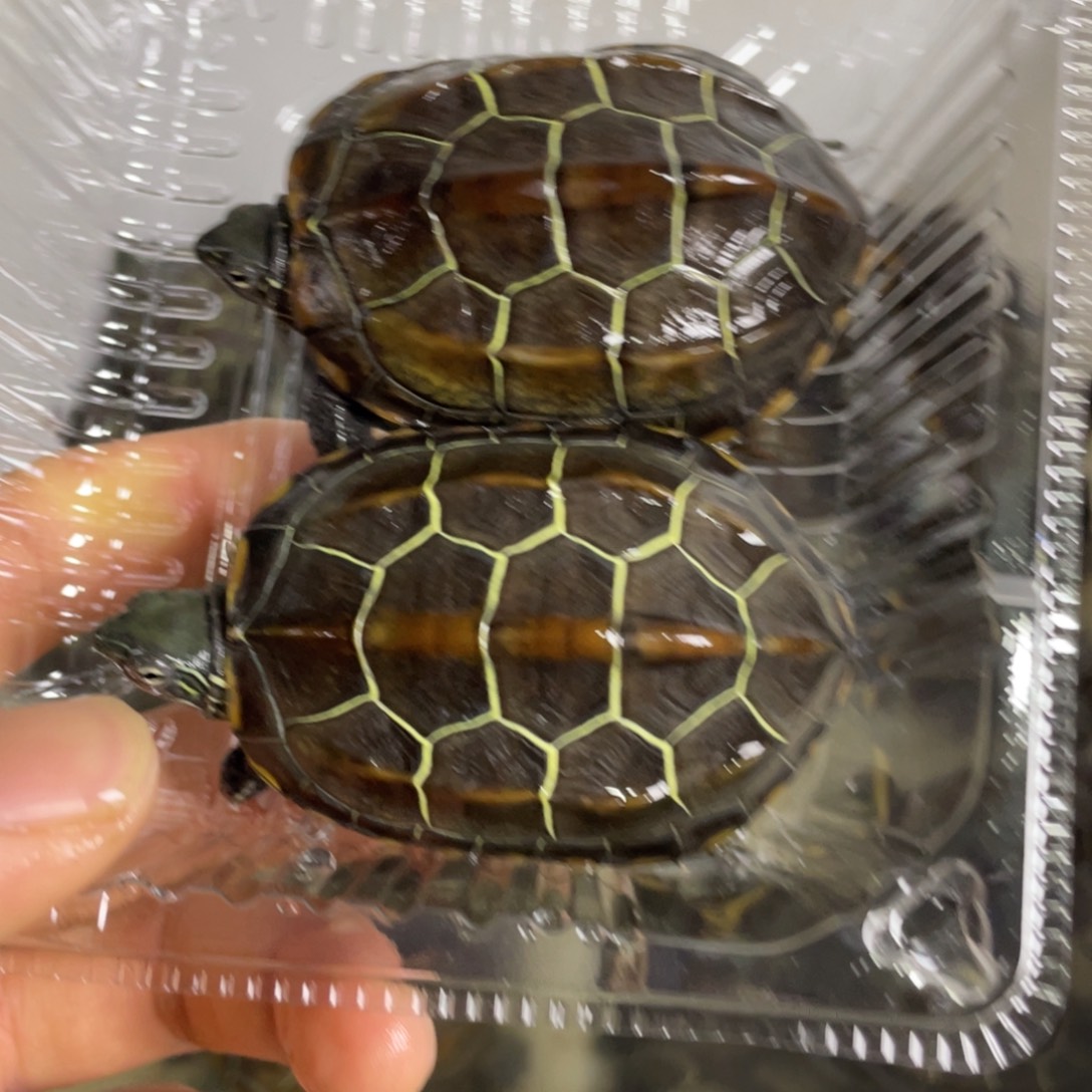 苏北金线冷水草龟