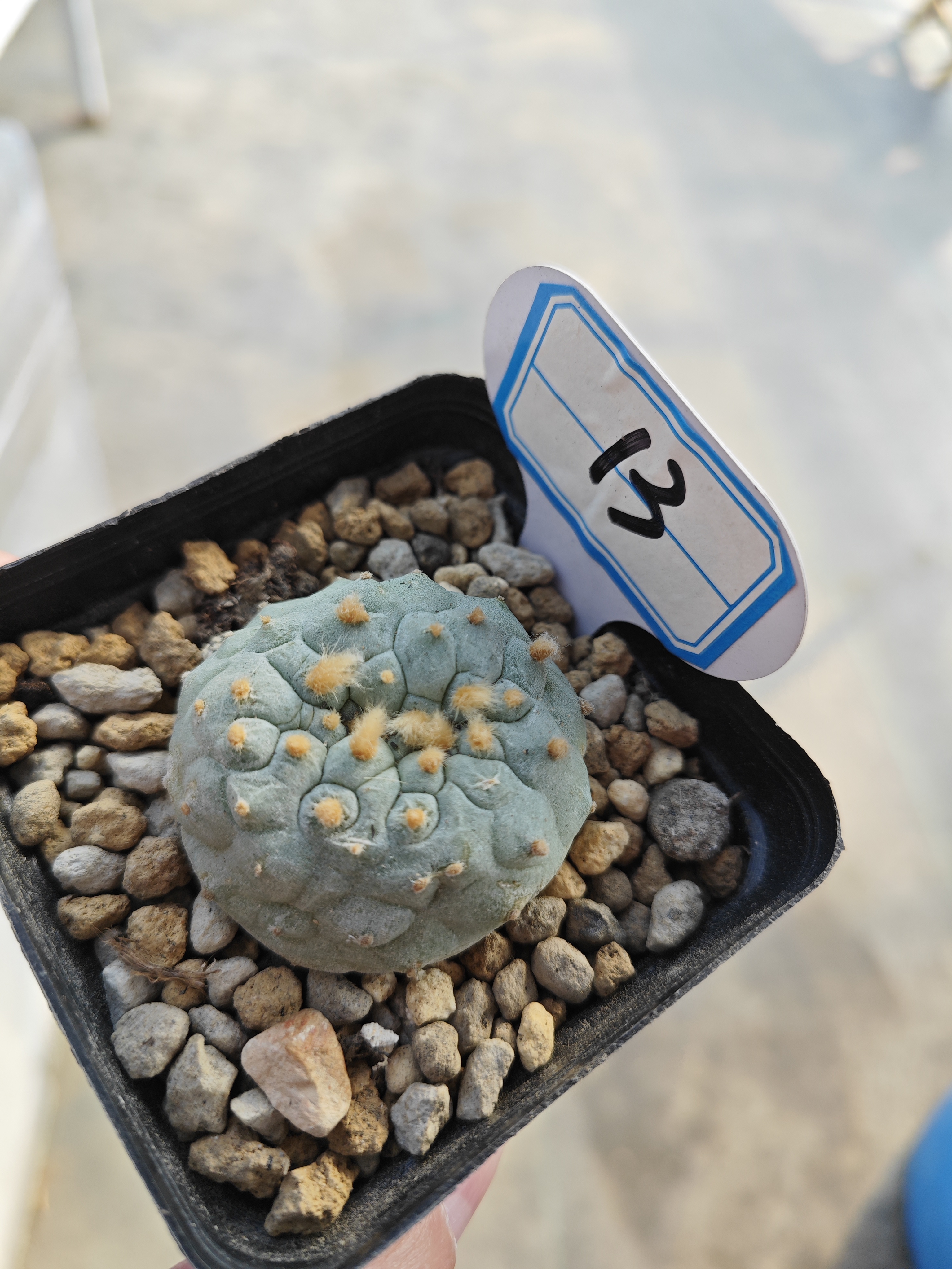 13号 仙人球 优选侧芽 萝卜腿 缀 