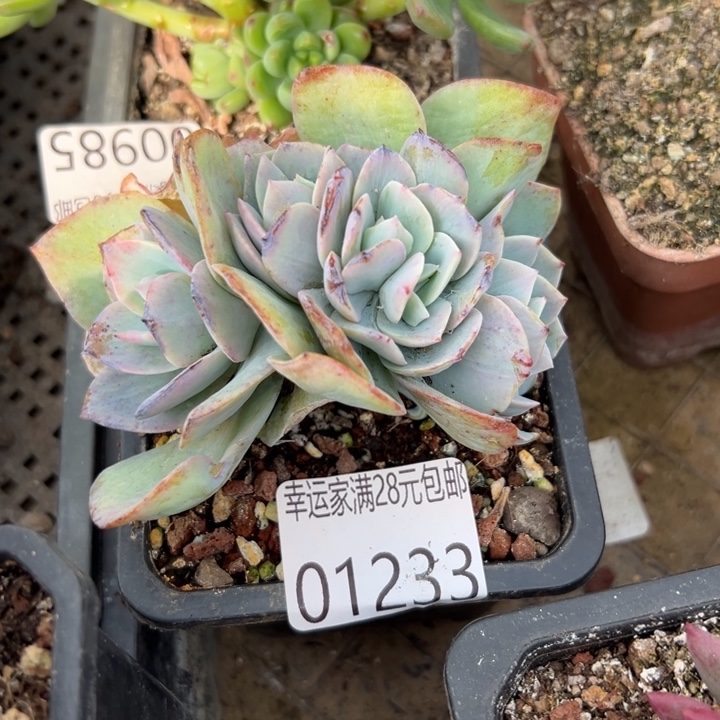 幸运的是你还没遇到你喜欢你