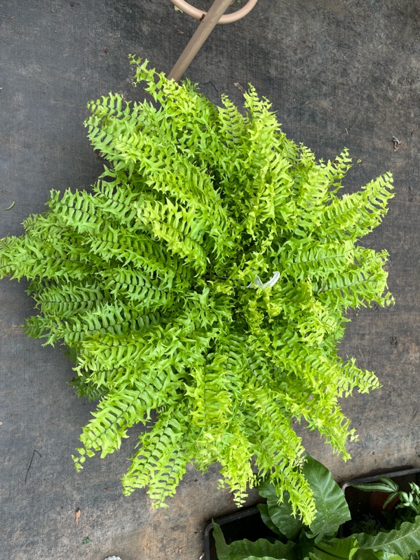 黄金鱼尾葵网红植物盆栽室内好养水培蕨类观叶花卉