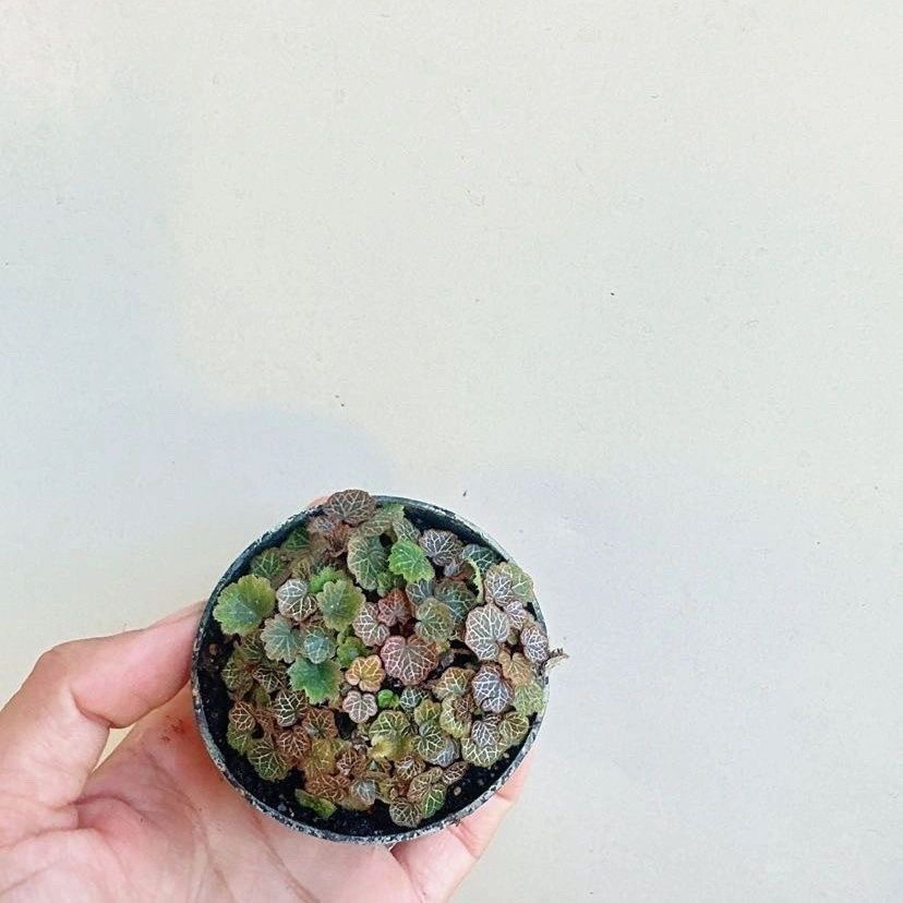 虎耳草姬雪之下假山迷你盆栽造景桌面室内植物微型绿植好养