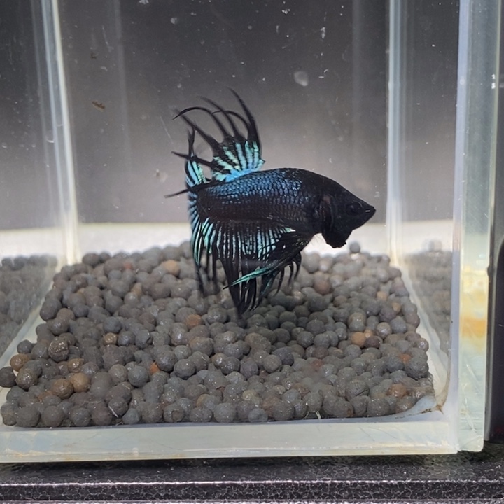 斗鱼泰国斗鱼154号