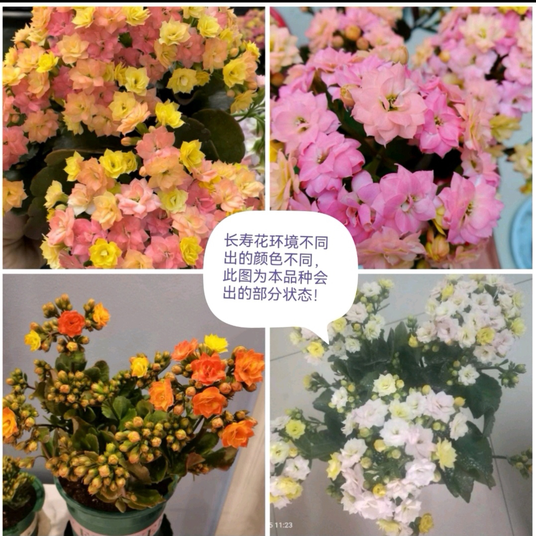 （推荐品种）七彩毛绒：重瓣大花 颜色随阳光会有白色、黄色、粉色变化