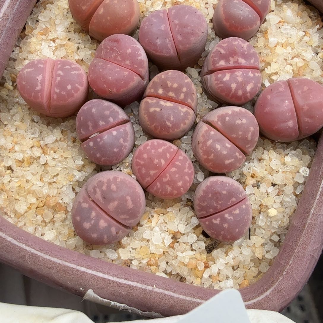 哈哈笑了啊太有道理175不