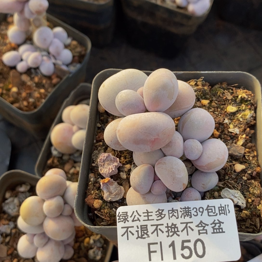 150橙奶多肉肉4cm