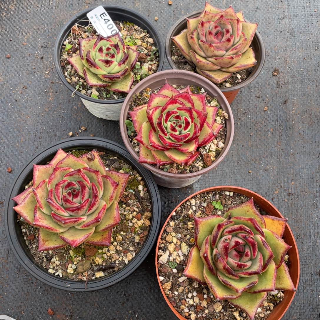 无花朵若如东云组拍E400