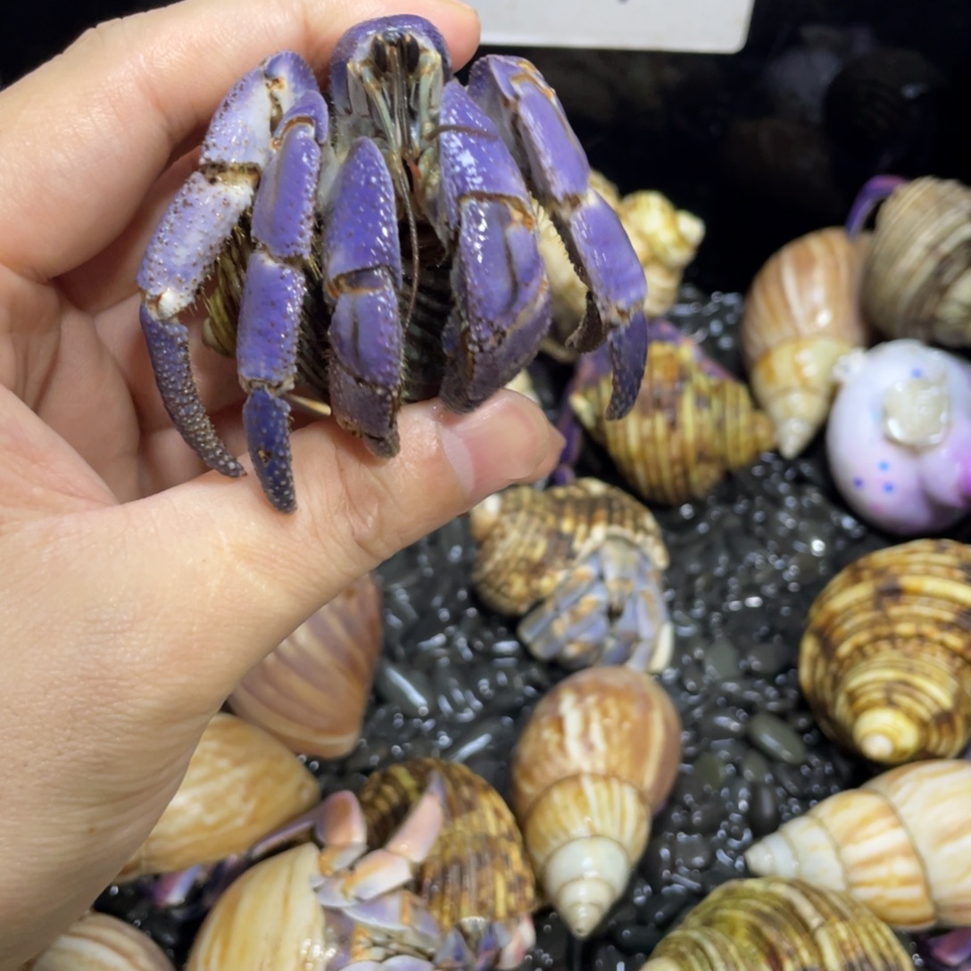 *****寄居蟹，寄居蟹，寄居蟹