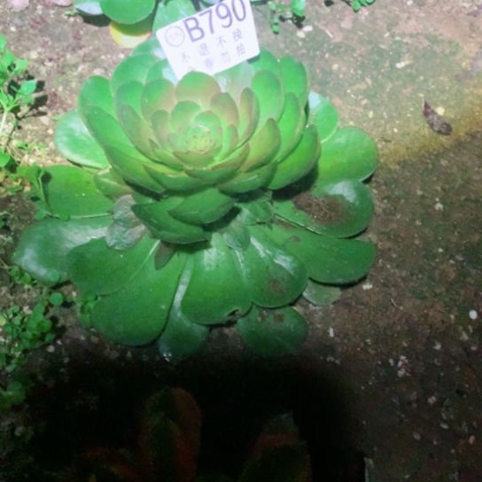 文**妈多肉植物雨荷790