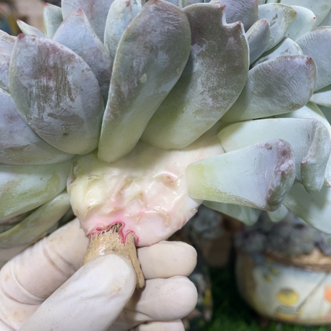 孩***儿嫦娥啊啊啊啊啊啊啊啊