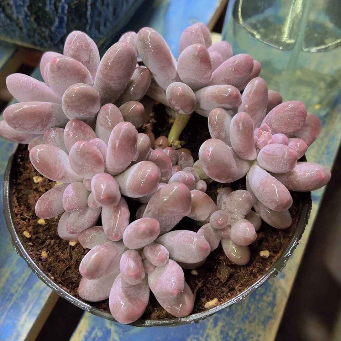 碎*多肉植物，多肉植物