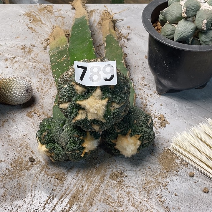 完全开放789哥斯拉龟甲