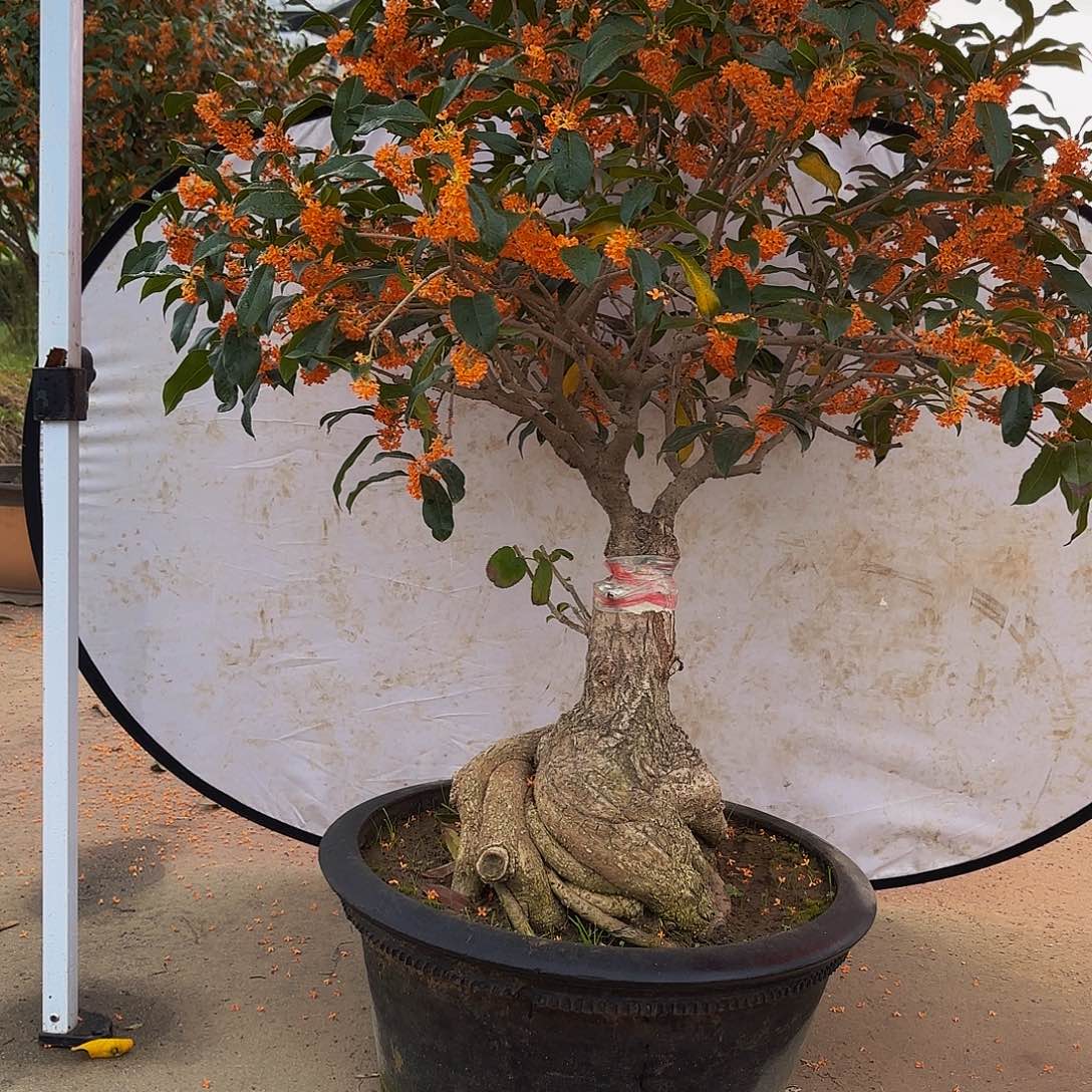 完全开放桂花盆景造型盆栽花卉