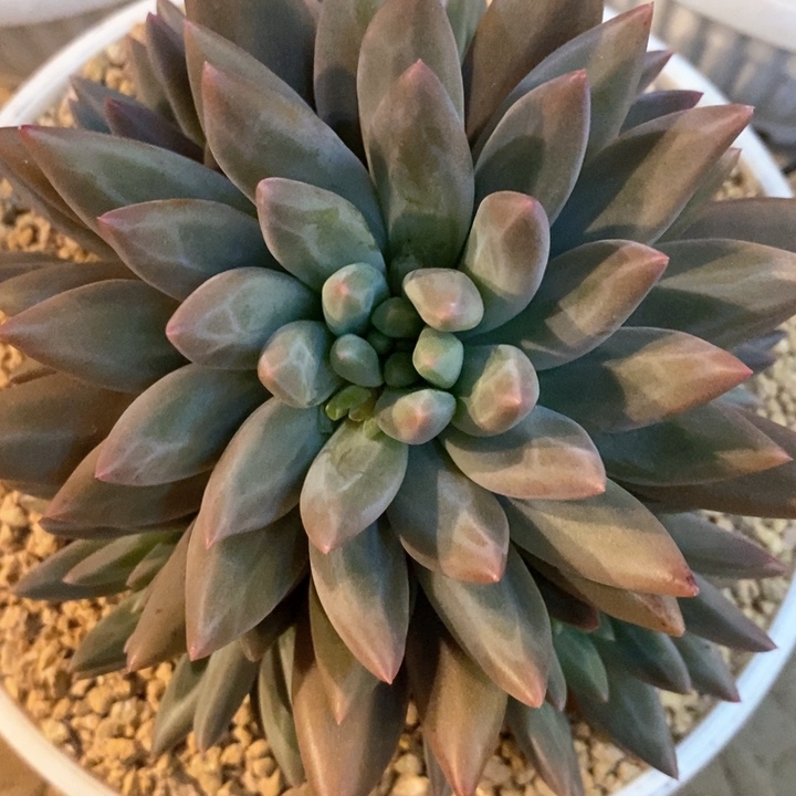 英*我是真的很喜欢