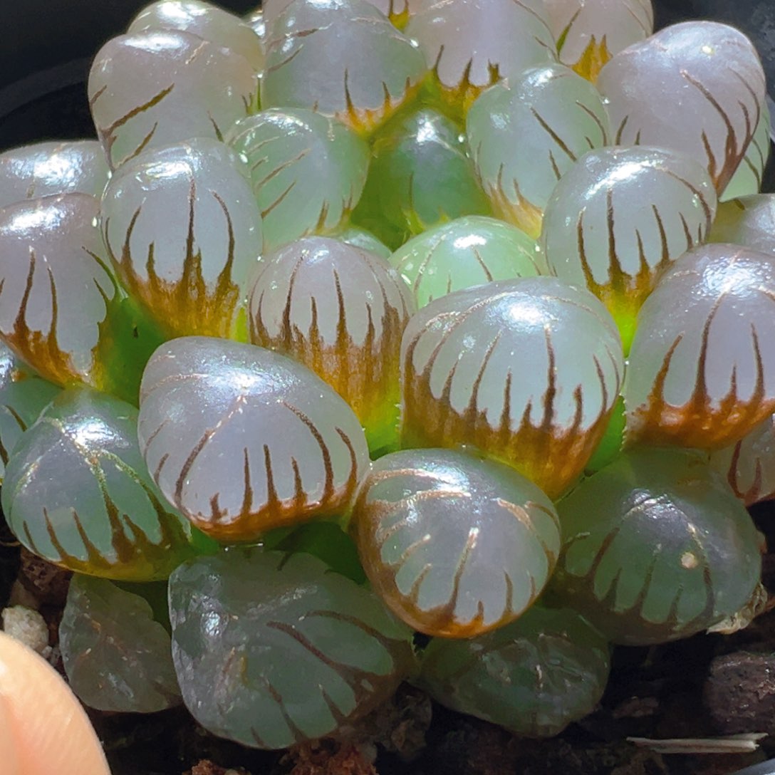 紫姬冰灯玉露多肉多肉