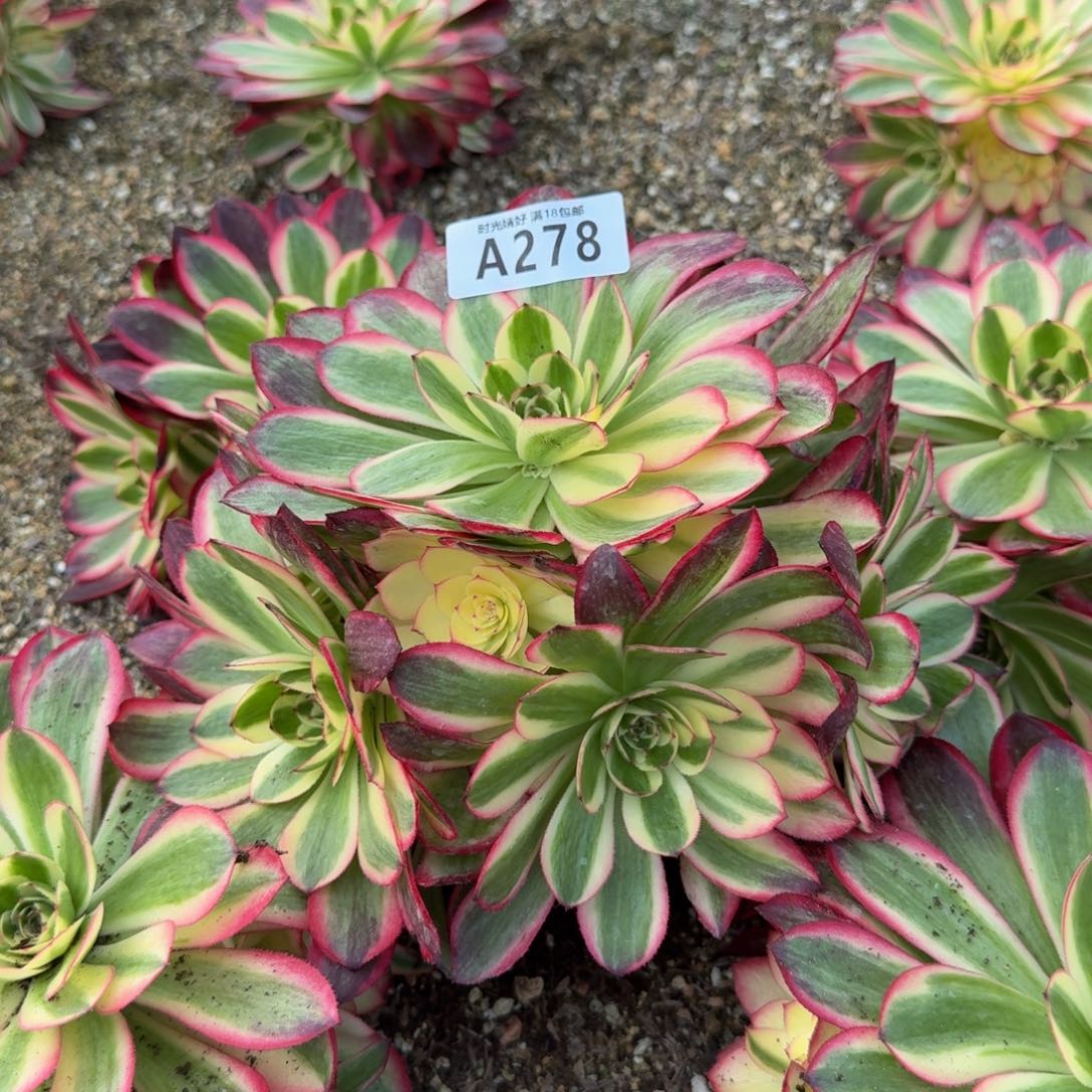 278荔枝。多肉植物