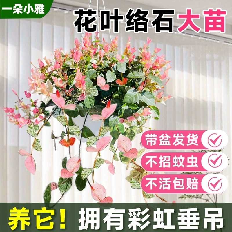花叶络石四季五彩花卉吊篮盆栽黄金络石爬藤绿植阳台庭院垂吊植物