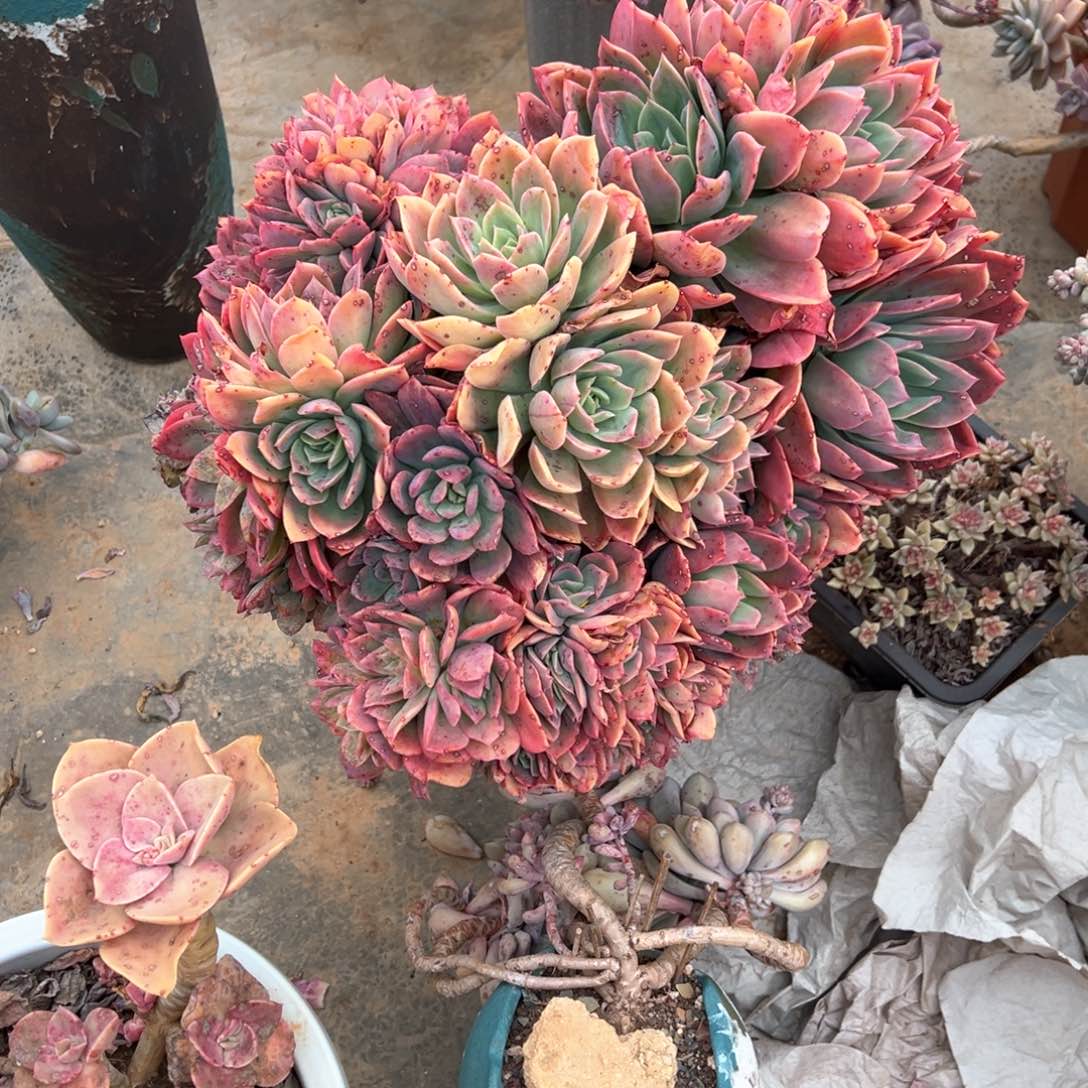 ?*?奇罗先寄养多肉