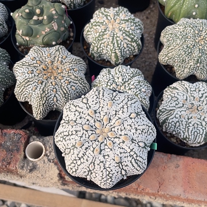 实生8.8cm浓白海星超兜