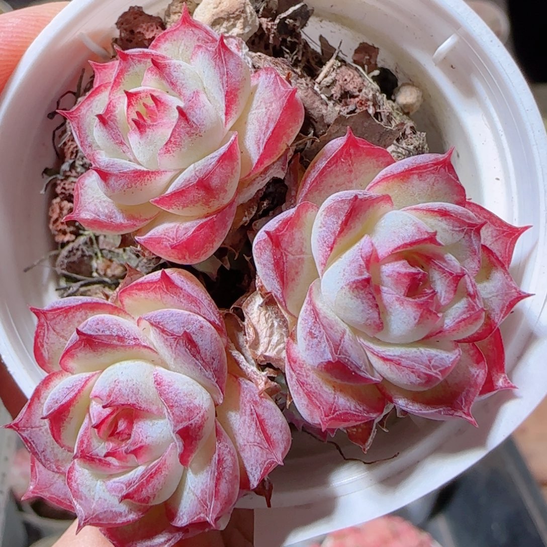 花语多肉1218-133女王