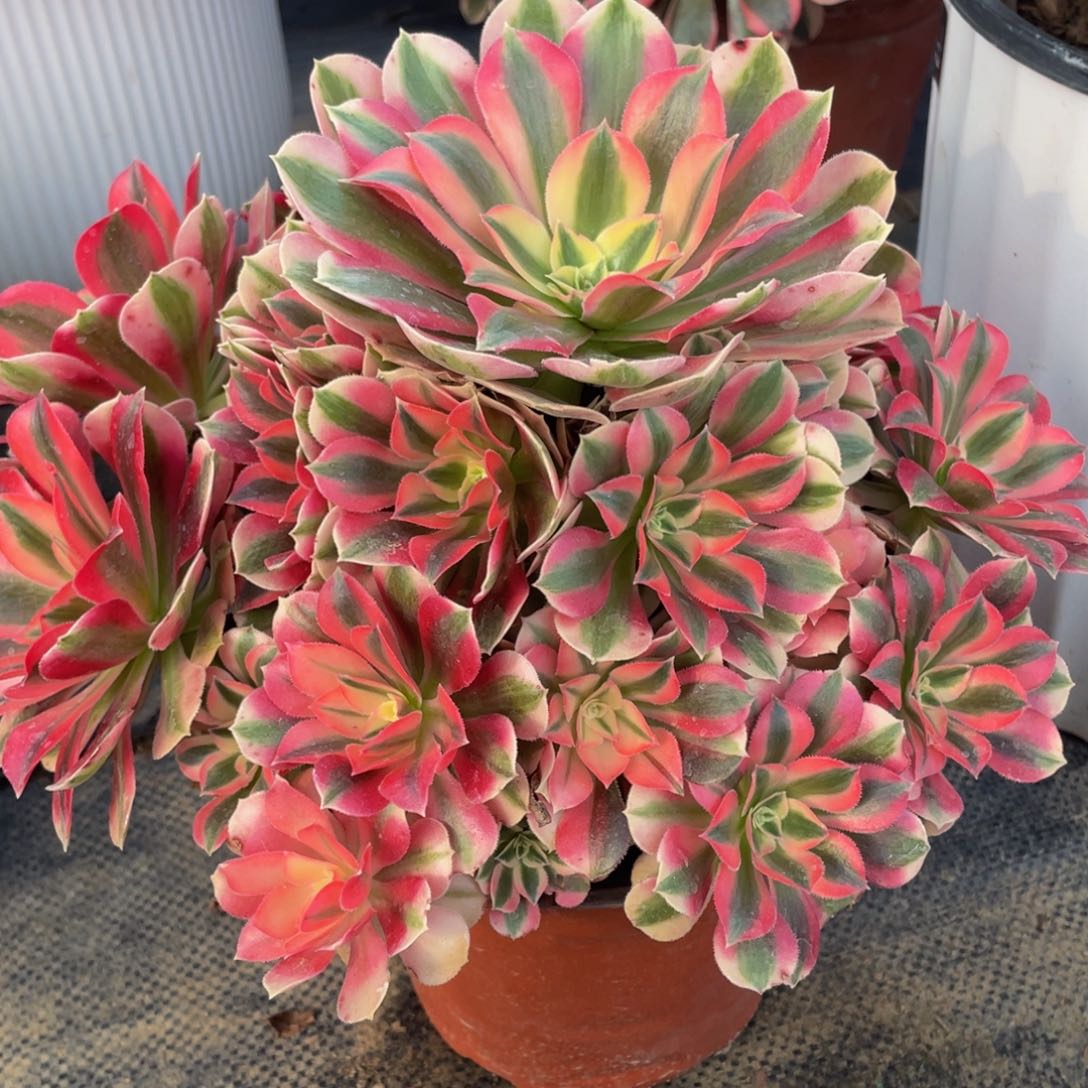 021粉女巫精品法师老桩