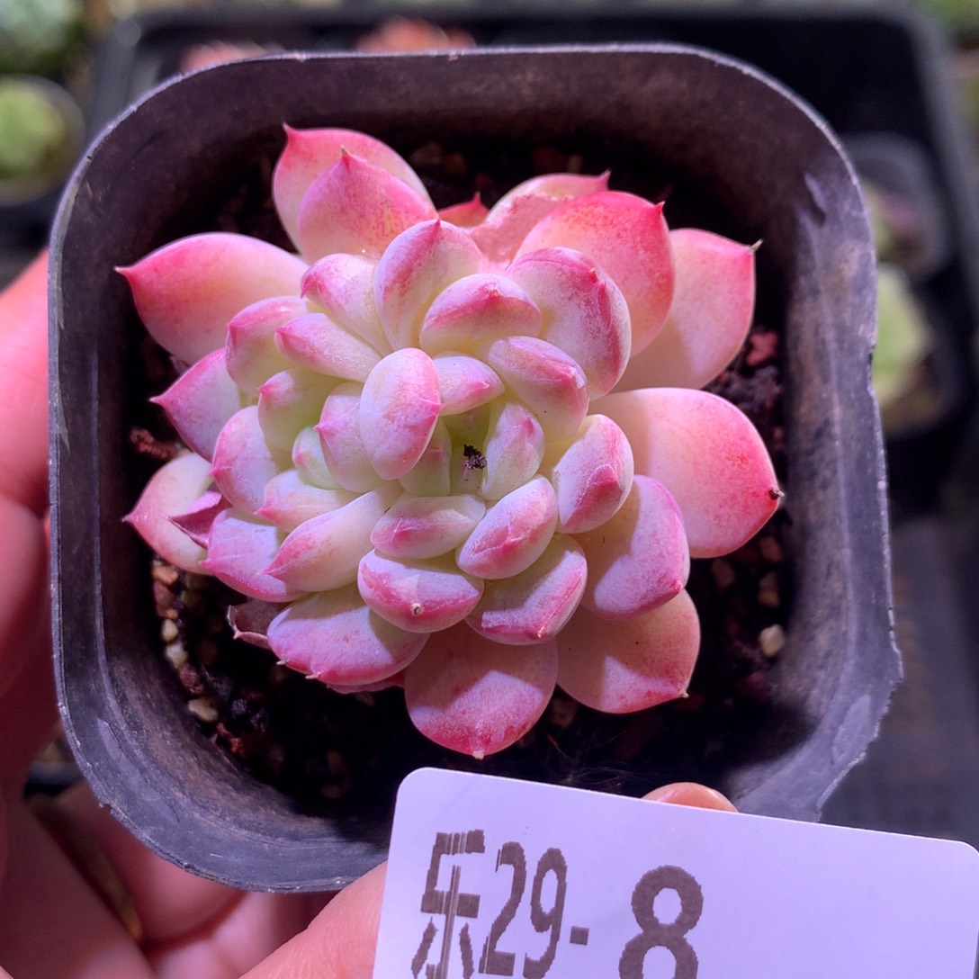 乐然29-8 新品双心 