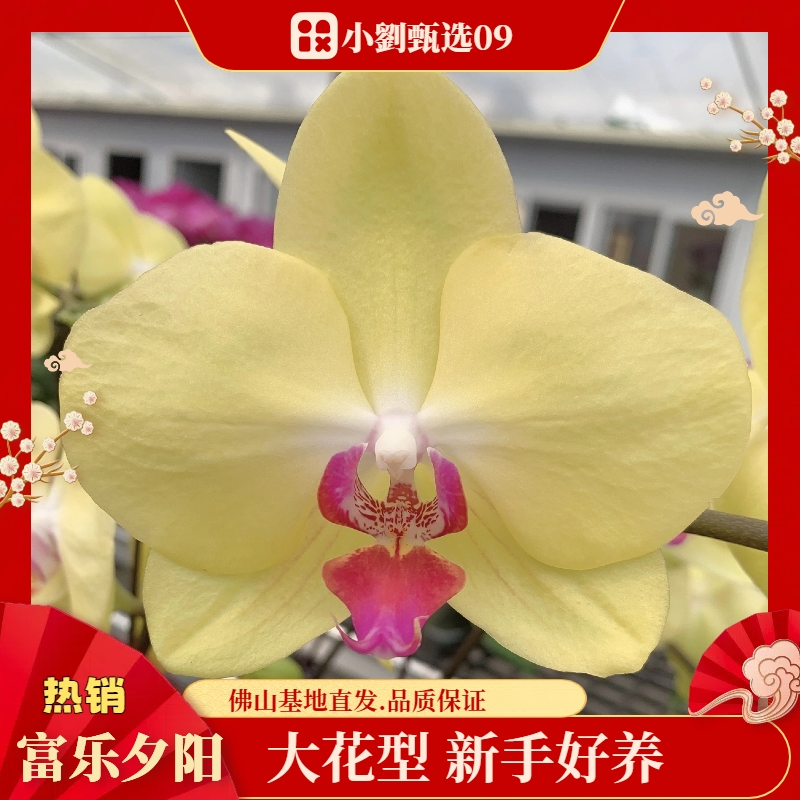 【富乐夕阳09】3.5寸精品蝴蝶兰