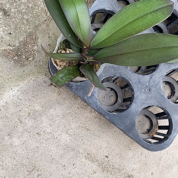 当前无花栽培后可以开花双头中伦黄花