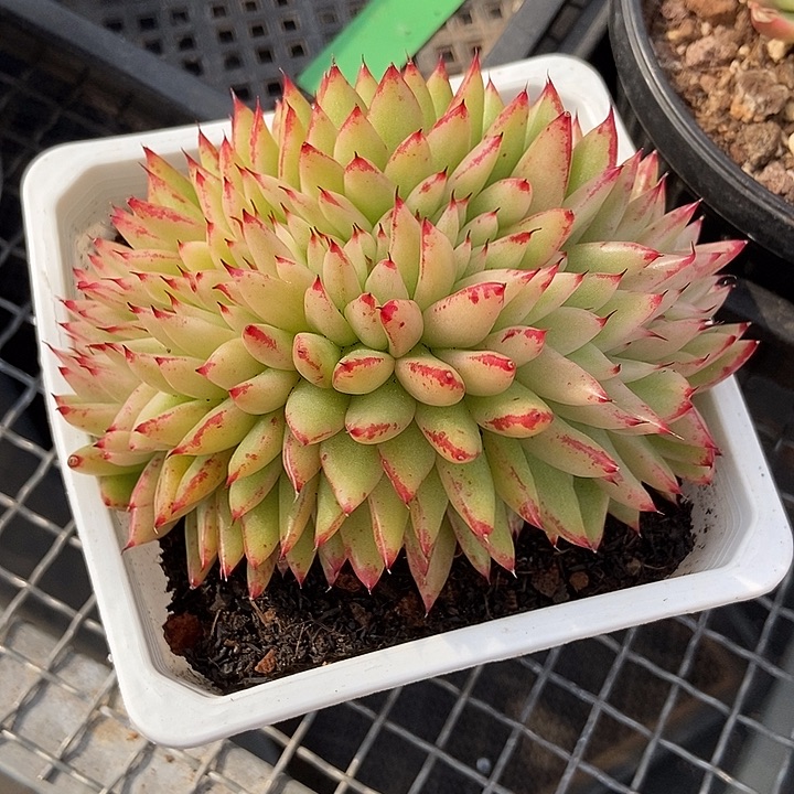 不知名东云锦缀化