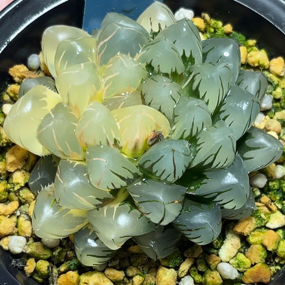 恭喜发财大吉大利569